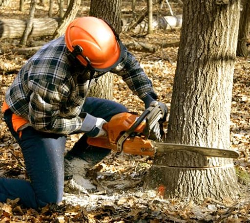 Tree Removal in North Sandwich, NH